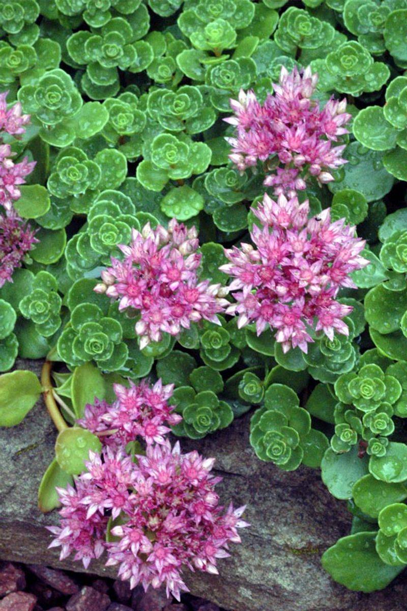 Sedum (Stonecrop)