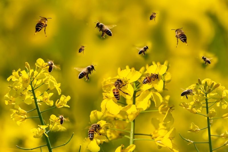 Declining Populations Need Every Safe Haven