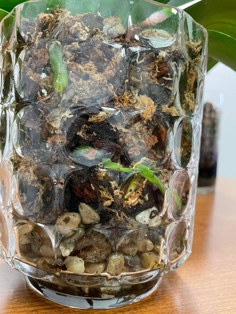 Try Sphagnum Moss Wrapping