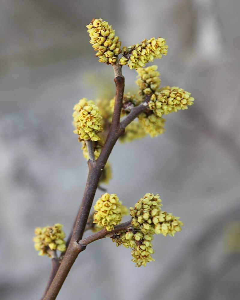 Fragrant Sumac
