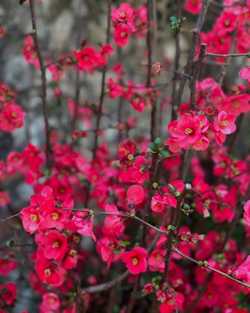 Flowering Quince