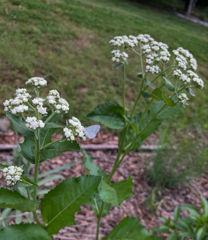 Wild Quinine