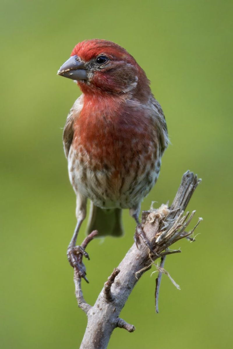 House Finch
