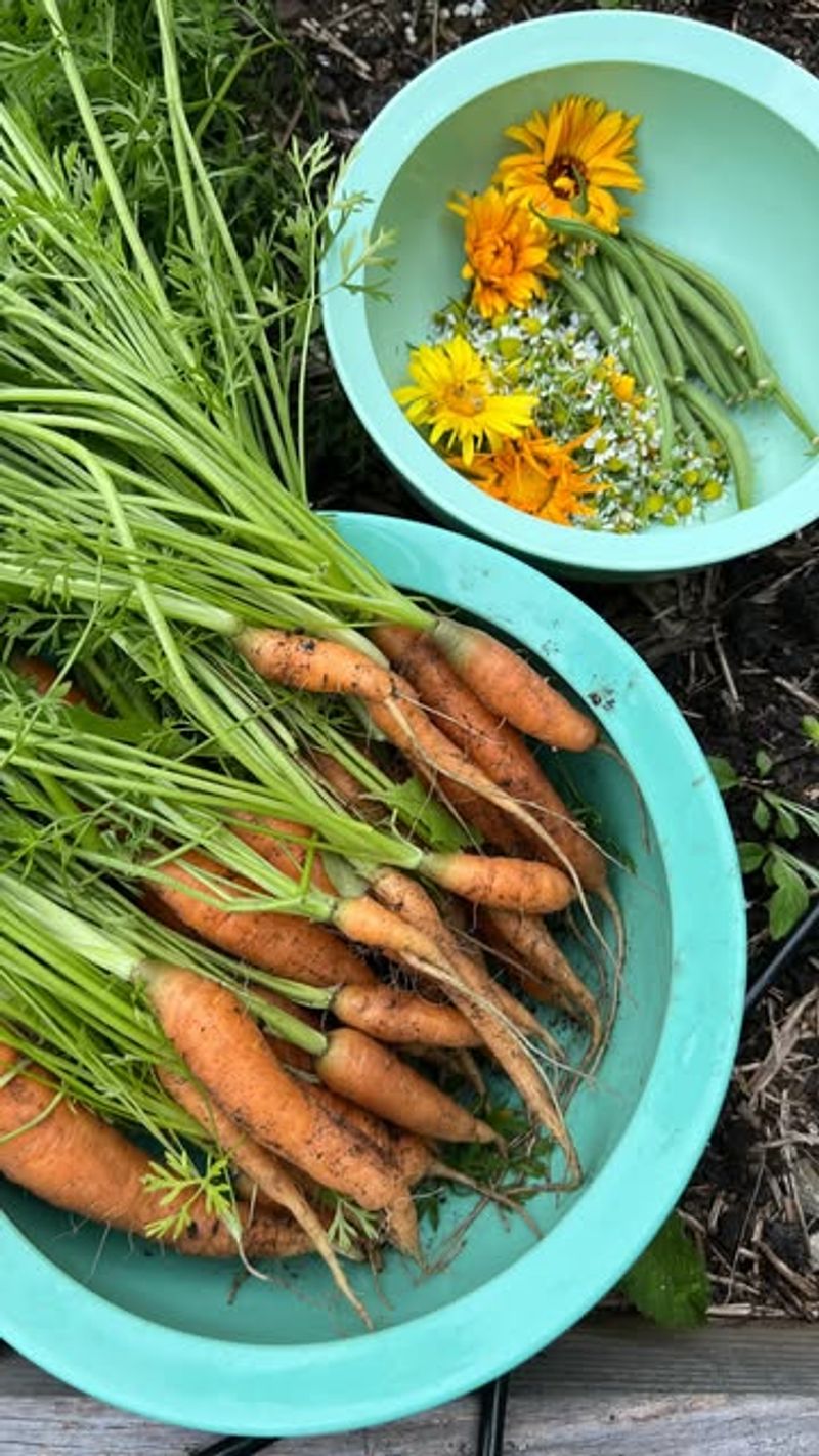 Harvest Mature Vegetables Early