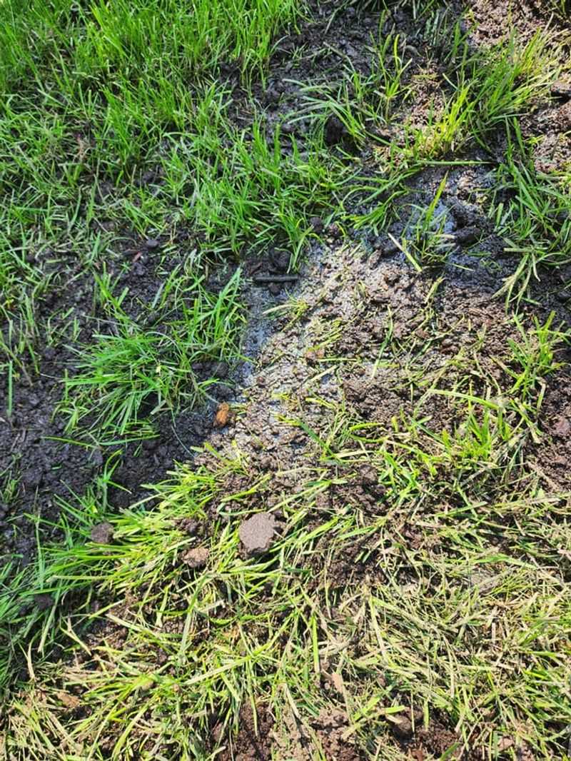 Watering Too Frequently