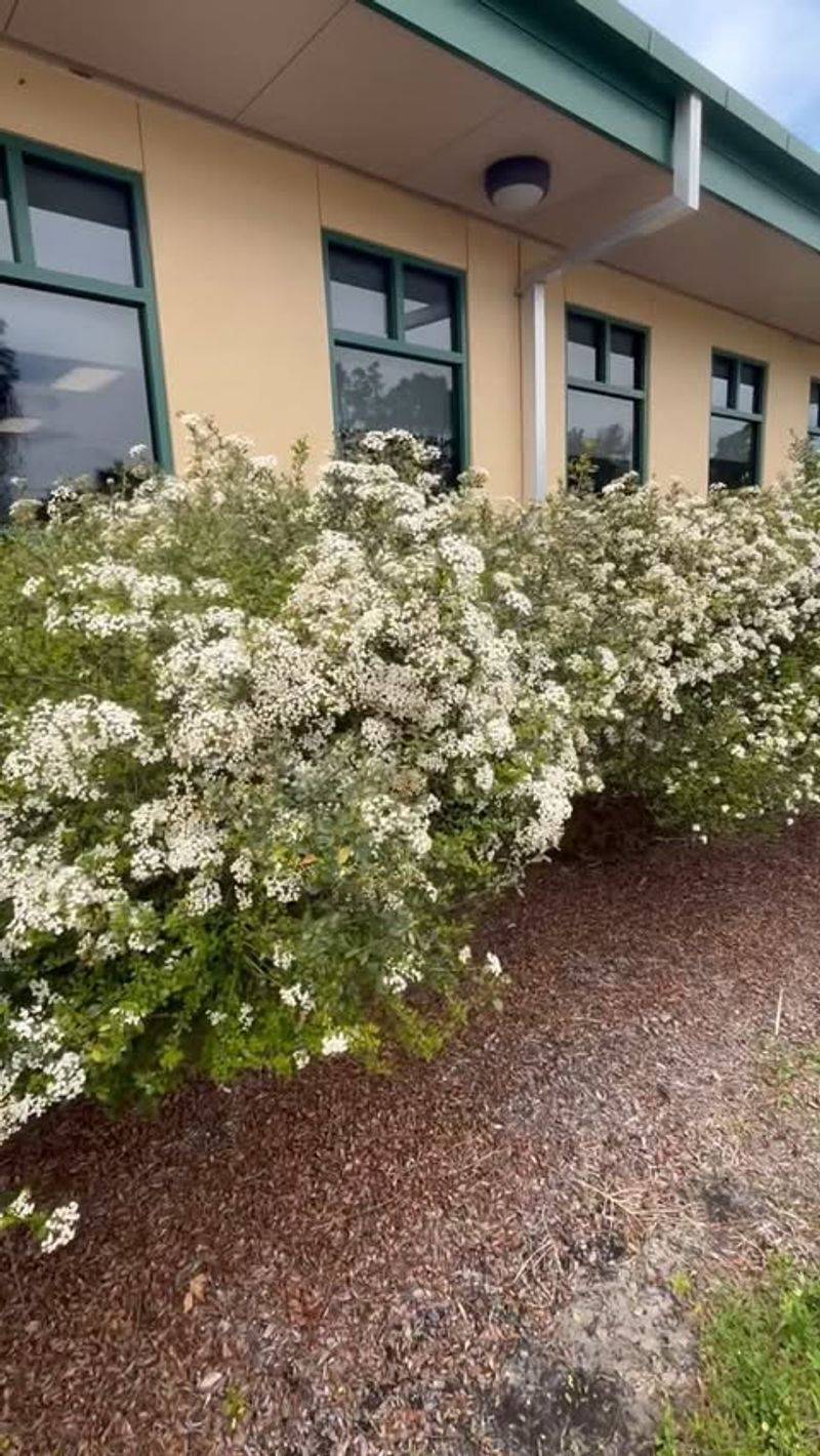 Dwarf Walter's Viburnum