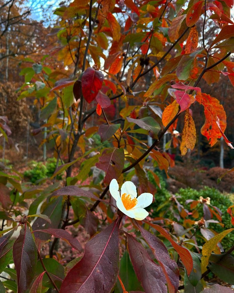 Franklin Tree