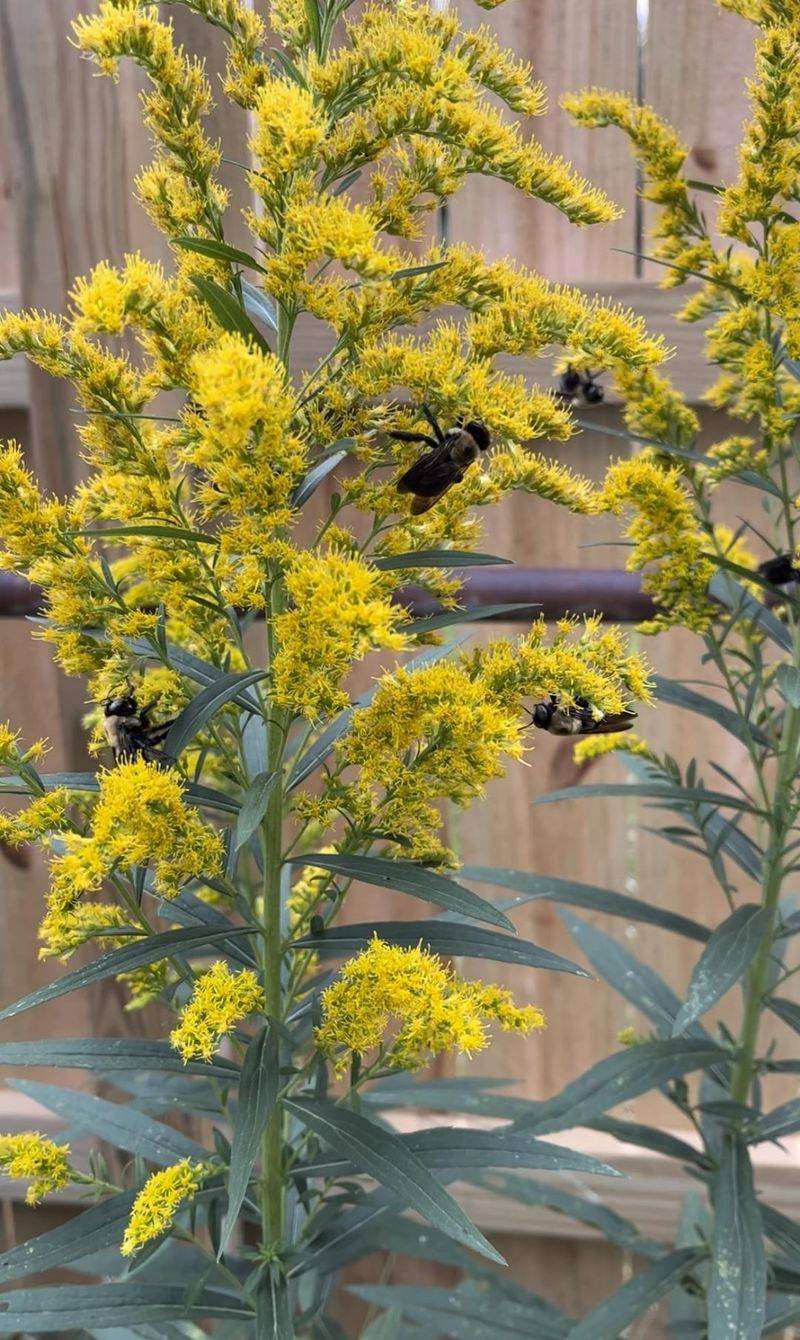 Goldenrod