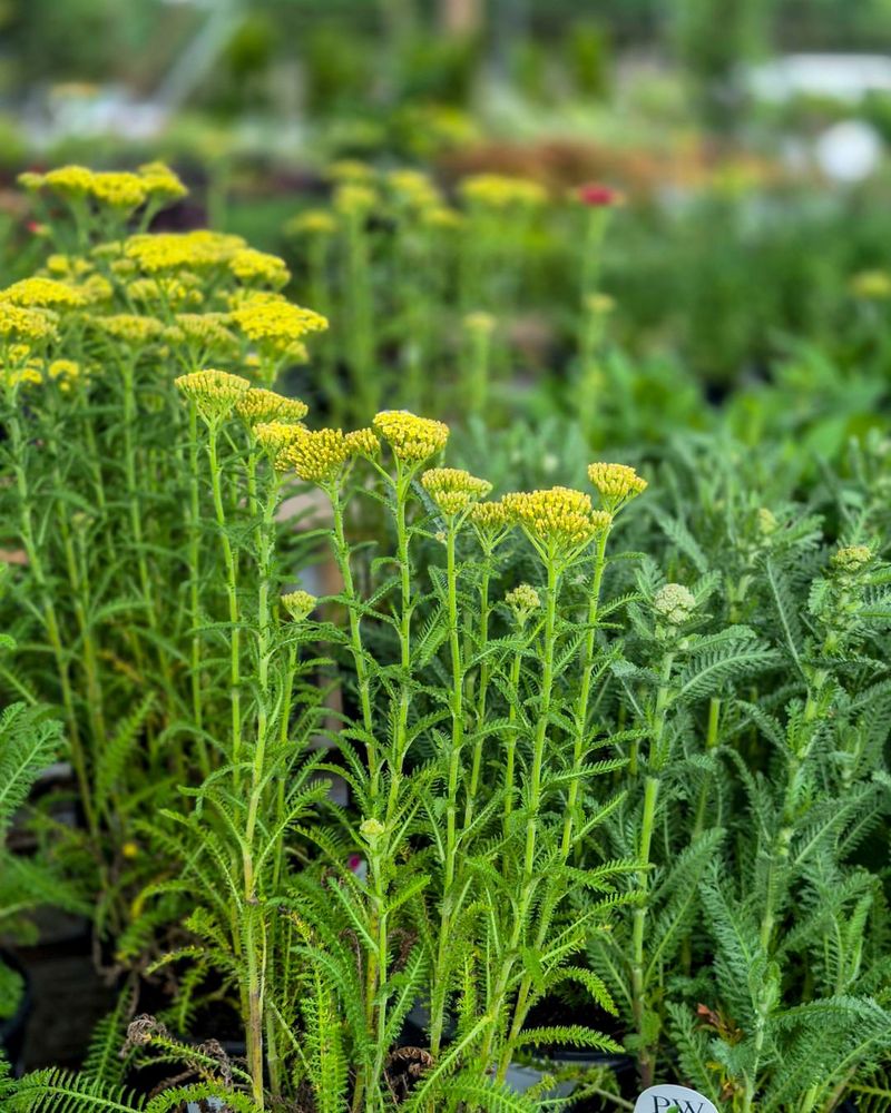 Yarrow