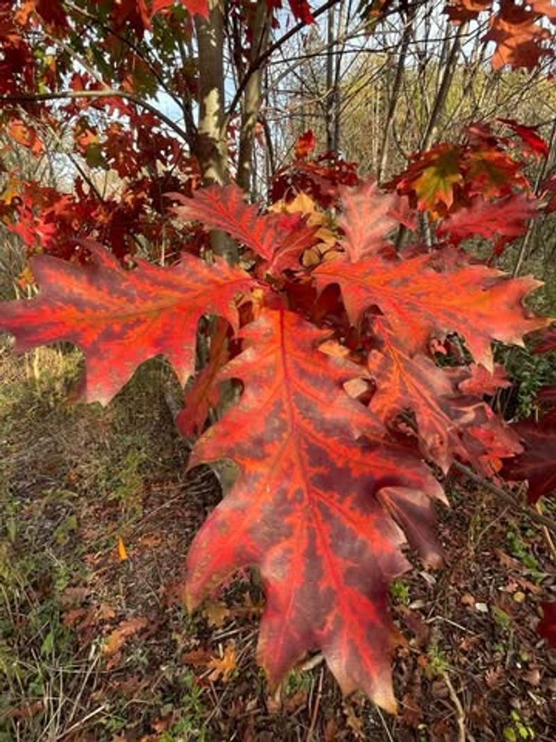 Red Oak