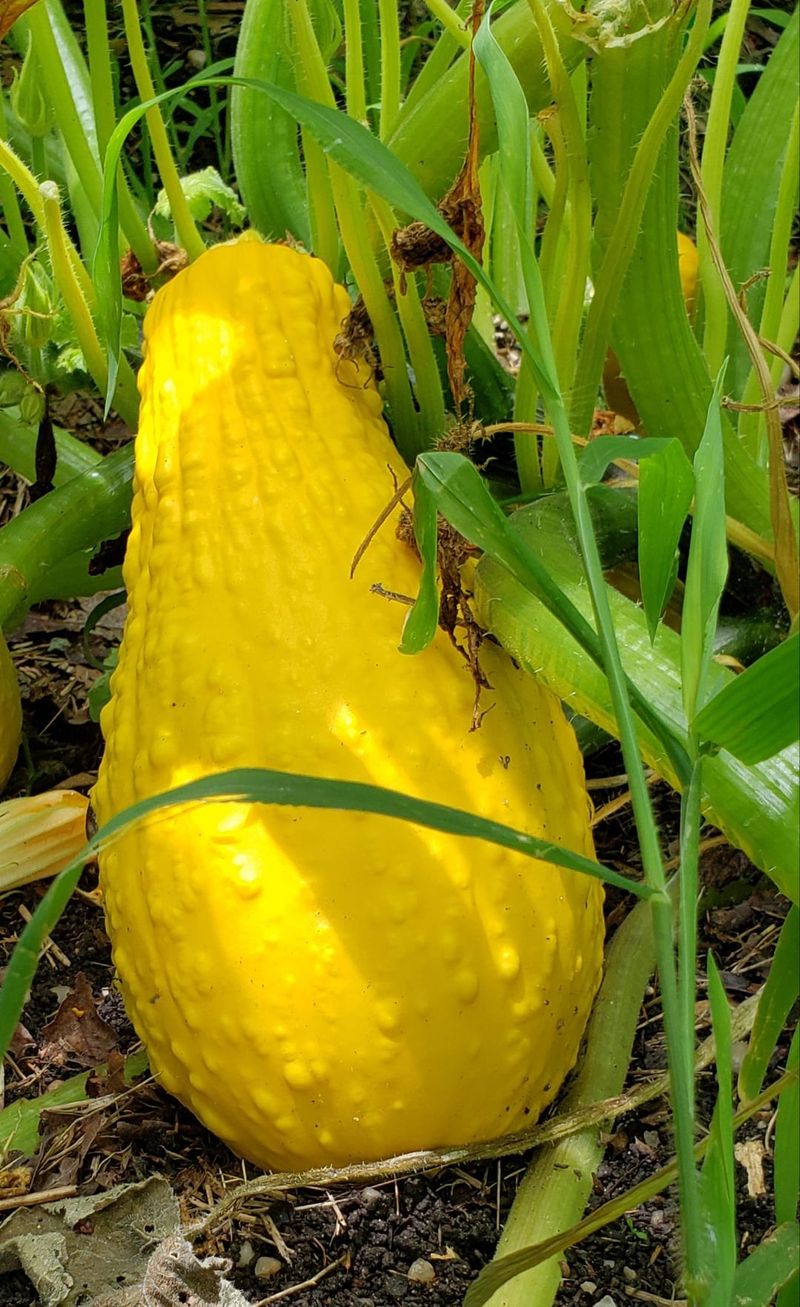 Use The Two-Hand Method For Large Squash