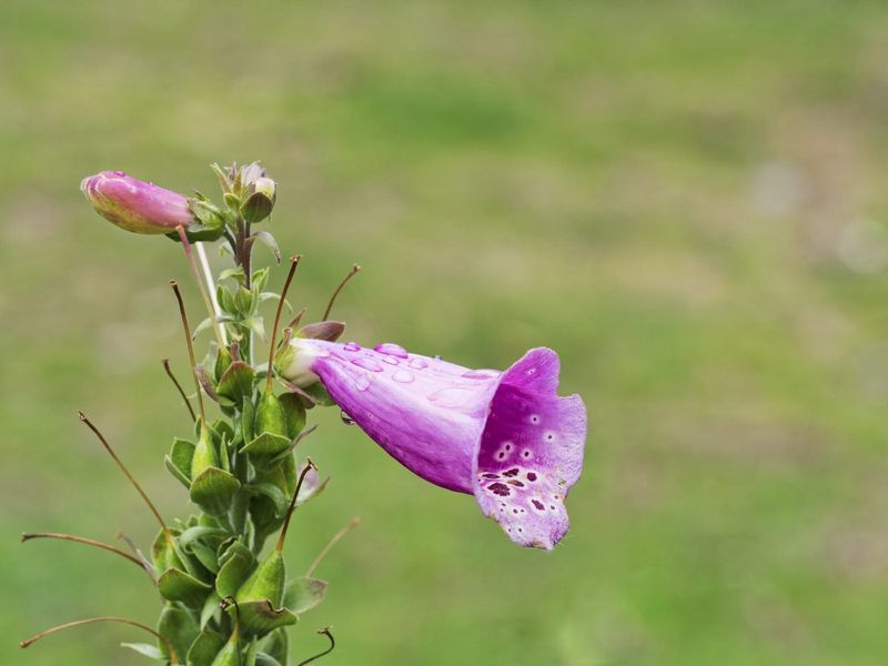 Deadheading For Extended Blooms