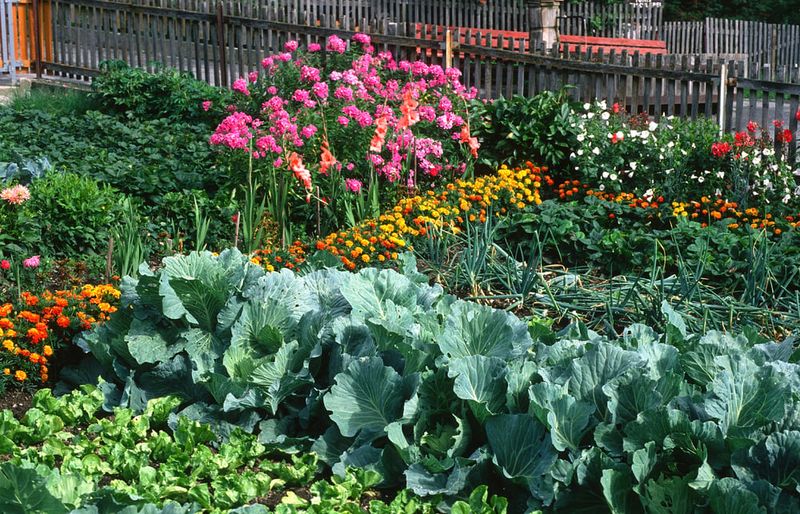 Implement Companion Planting