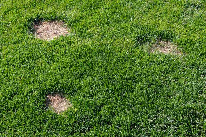 Spot Seeding Bare Patches