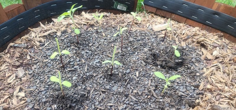 Protect Young Seedlings