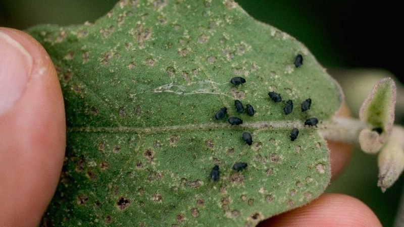 Watch Out For Pests