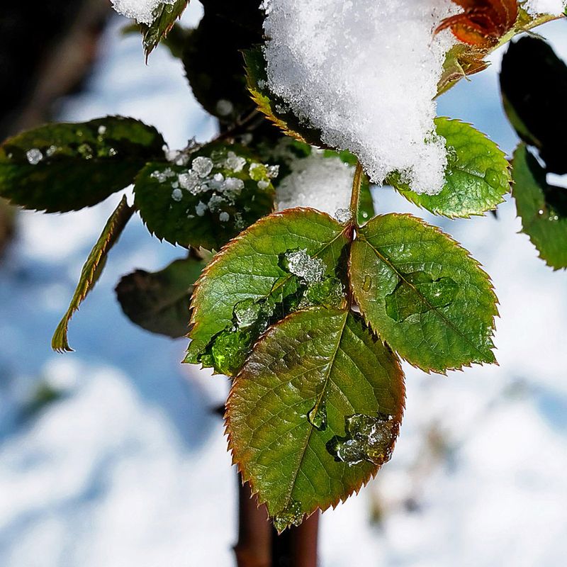 Provide Winter Protection