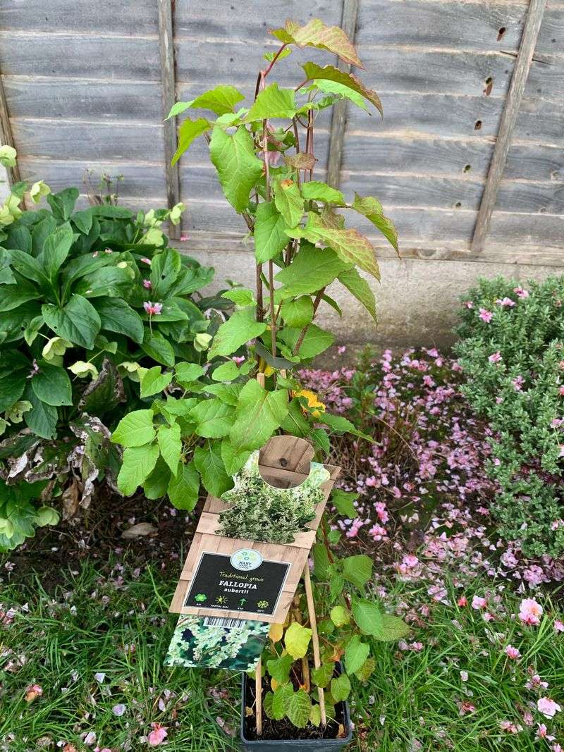 Prune Aggressively in Late Winter