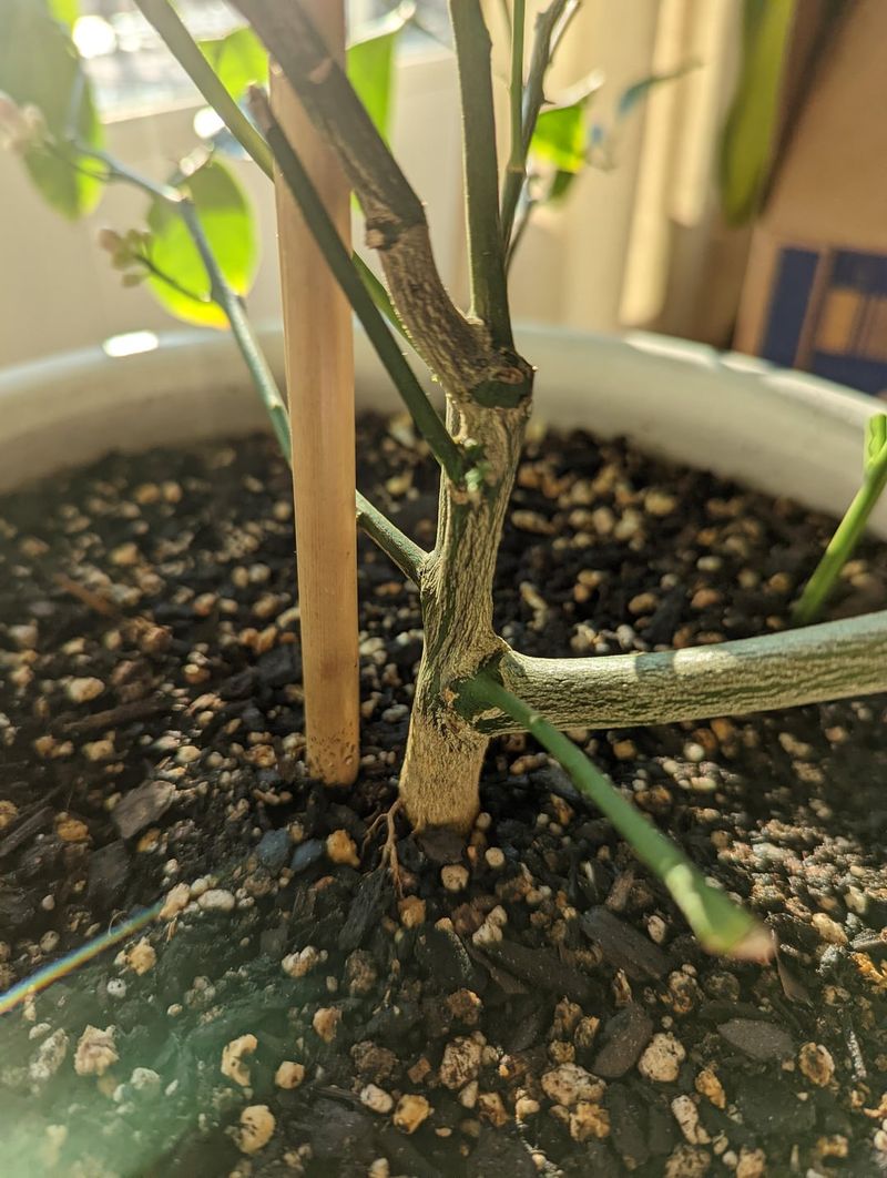 Pruning For Productivity