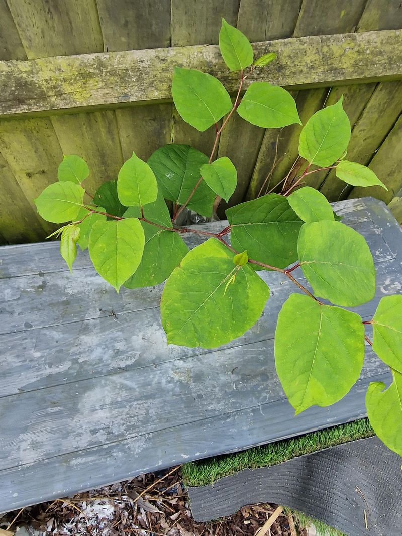 Knotweed (Polygonum aviculare)