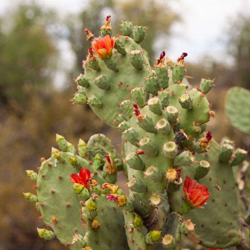 Prickly Pear