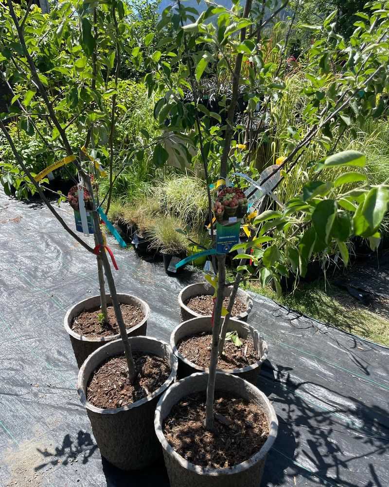 Large Trees (Planting or Removal)
