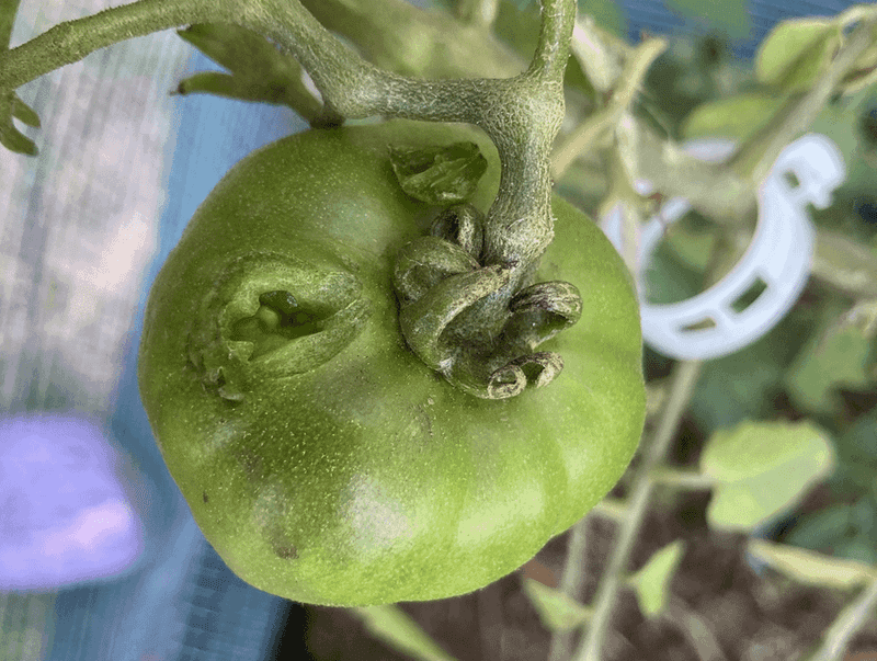 Disappearing Garden Produce