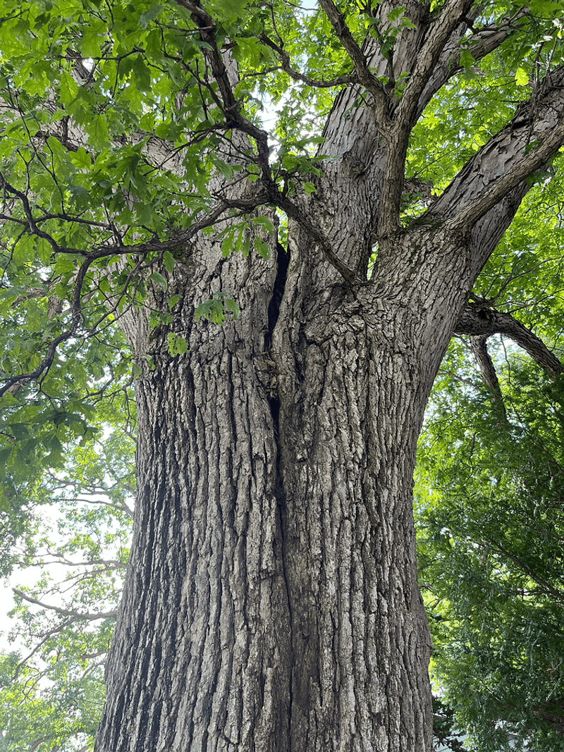 Cracks In The Trunk