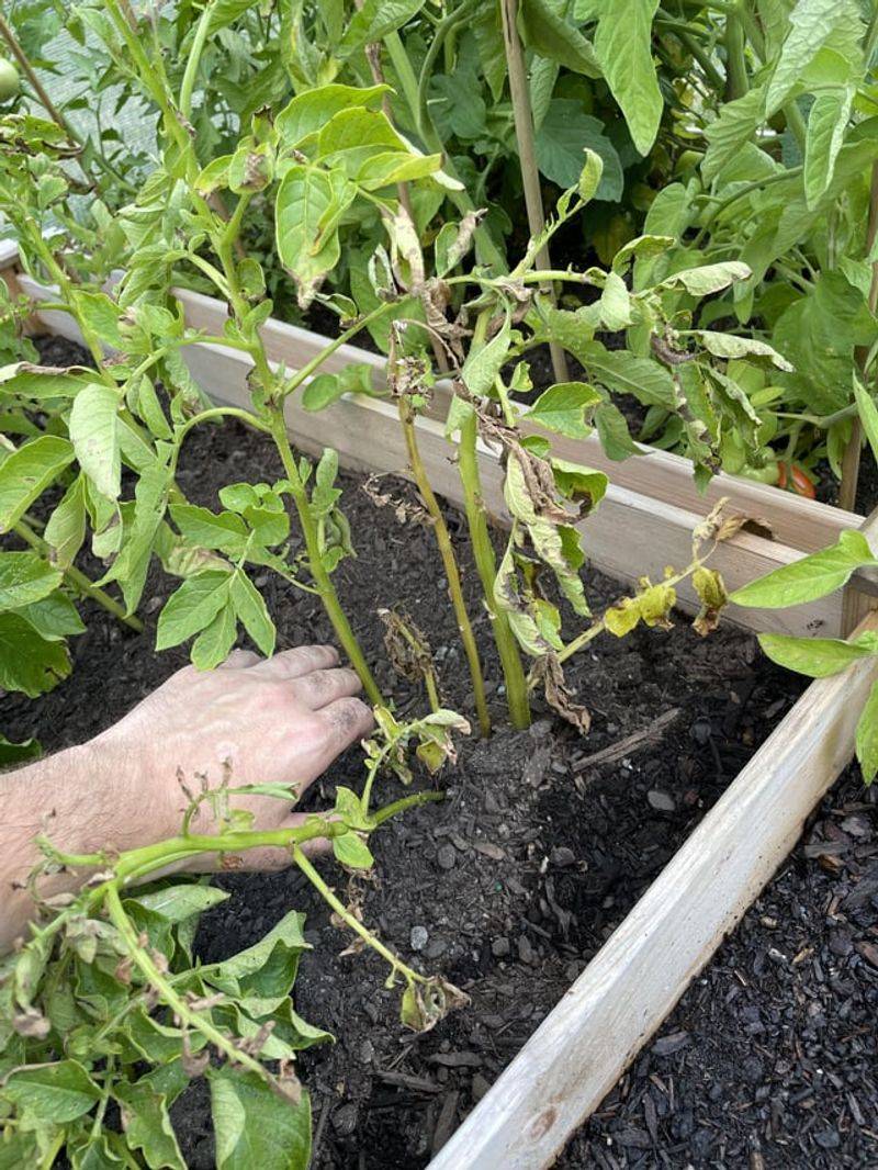 The Unstoppable Tuber: Potatoes