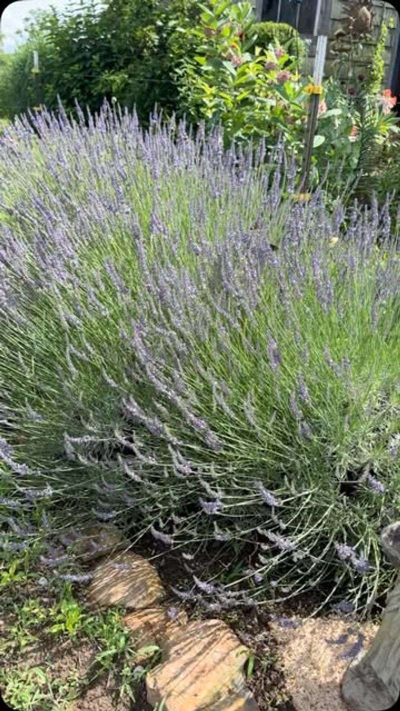 Grosso Lavender (Lavandula x intermedia 'Grosso')