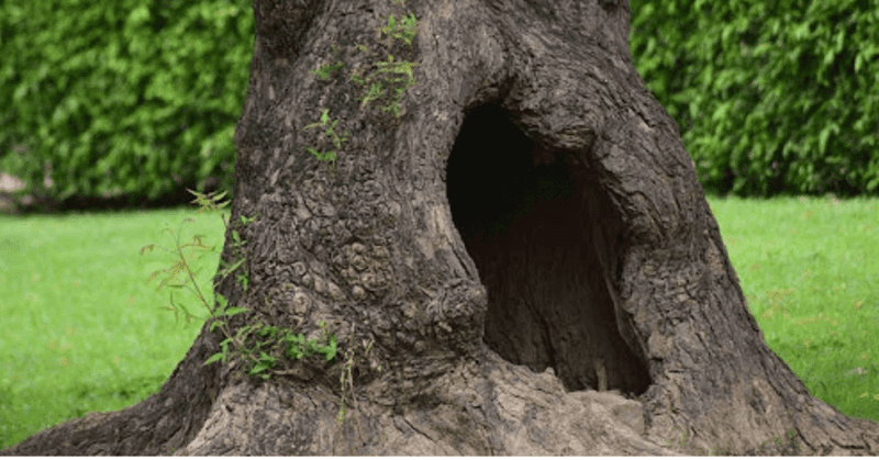 Hollow Trunk