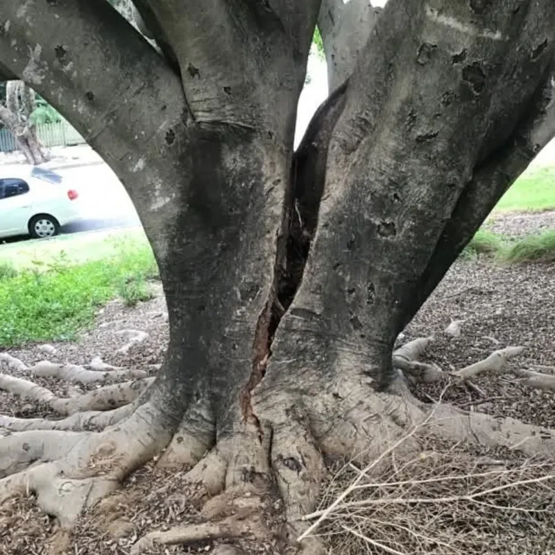 Cracked Soil Around Tree Base