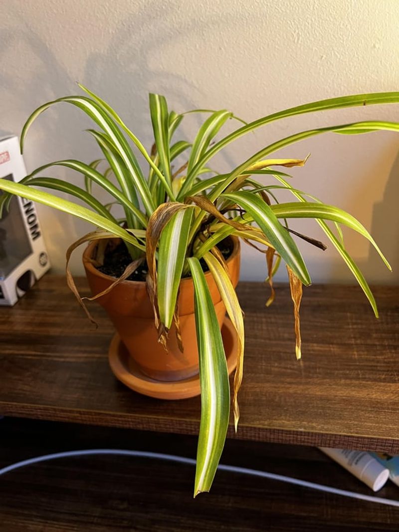 Soggy Soil Never Dries Out