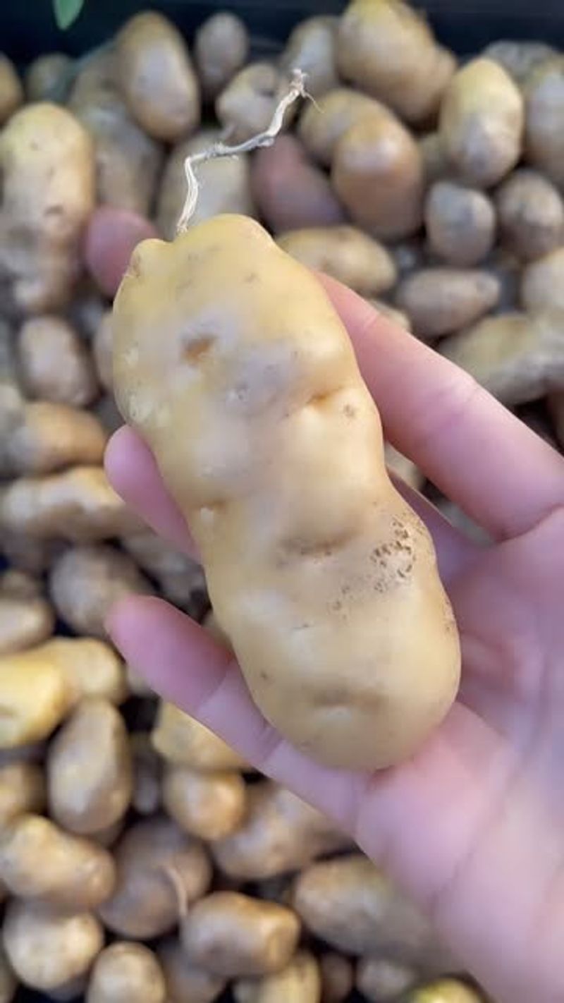 Potatoes