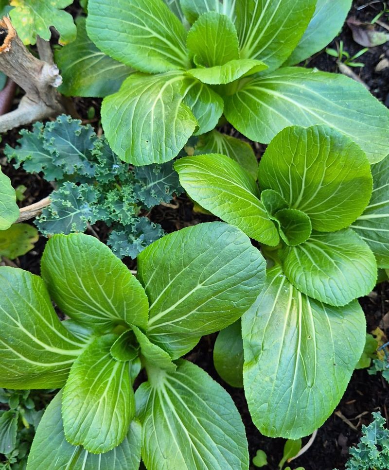 Bok Choy