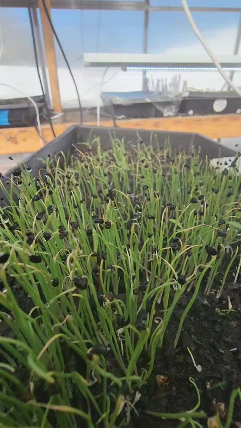Scallions