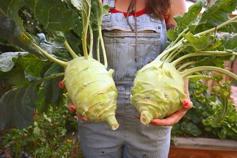 Kohlrabi: Space-Age Vegetable