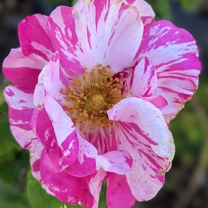 Rosa Mundi