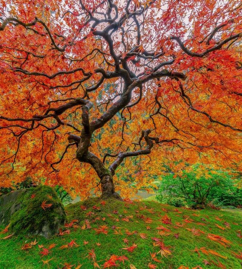 Portland Japanese Garden - Oregon