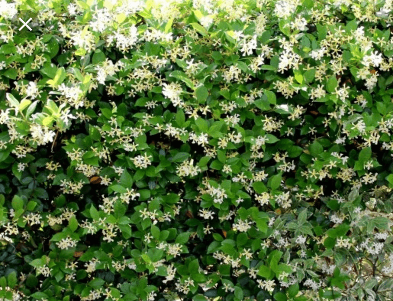 Confederate Jasmine