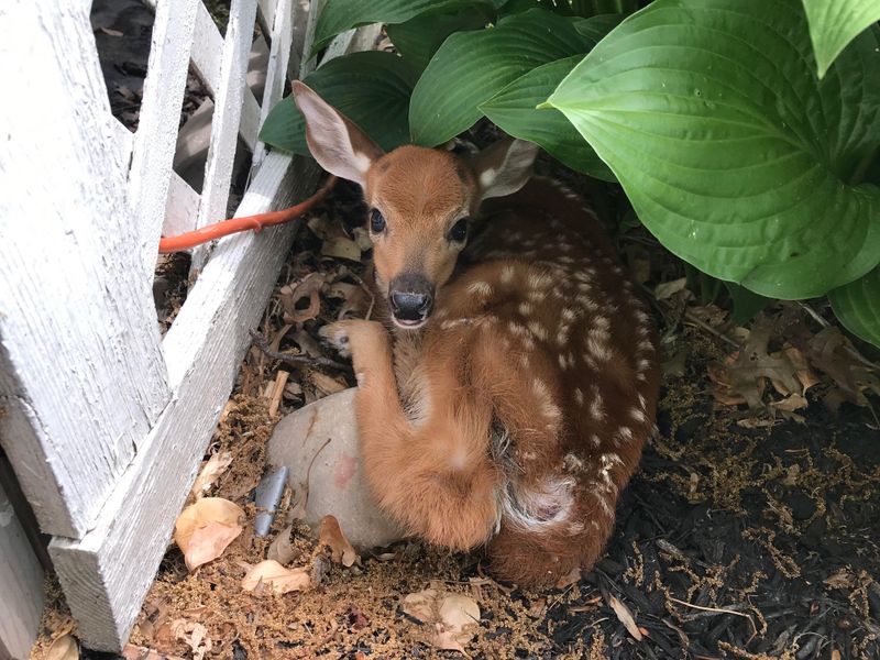 NEVER Assume The Fawn Is Abandoned