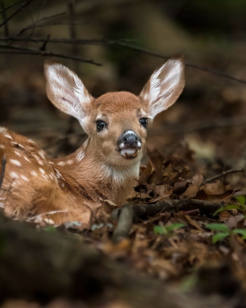 NEVER Touch Or Move The Fawn