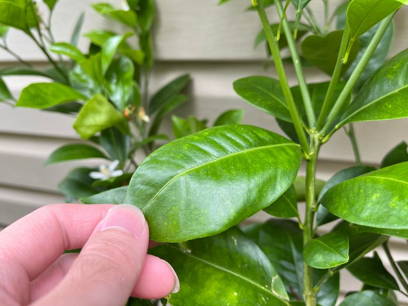 NEVER Over-Fertilize Young Trees