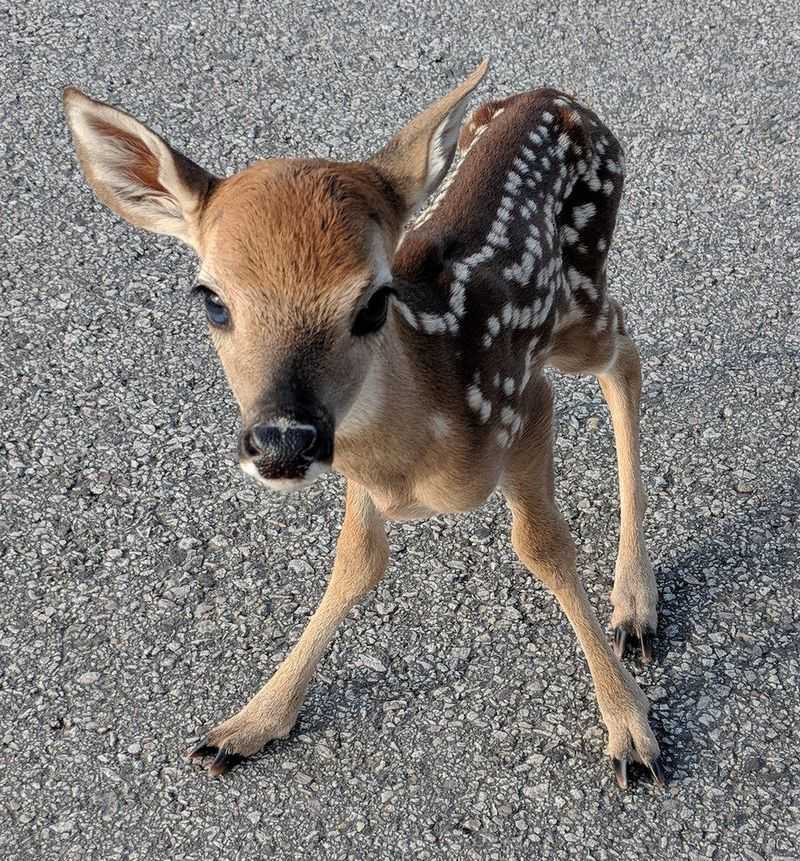NEVER Bring The Fawn Indoors