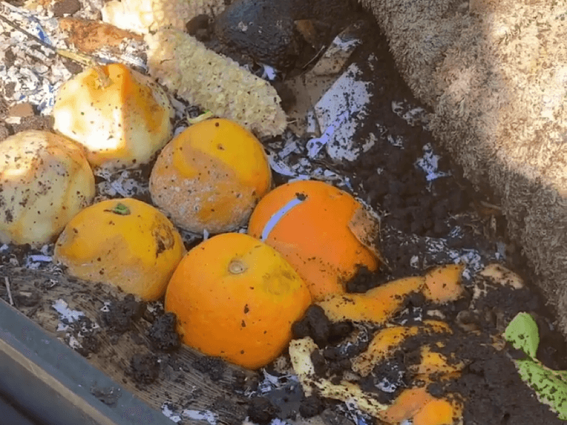 NEVER USE: In Worm Bins
