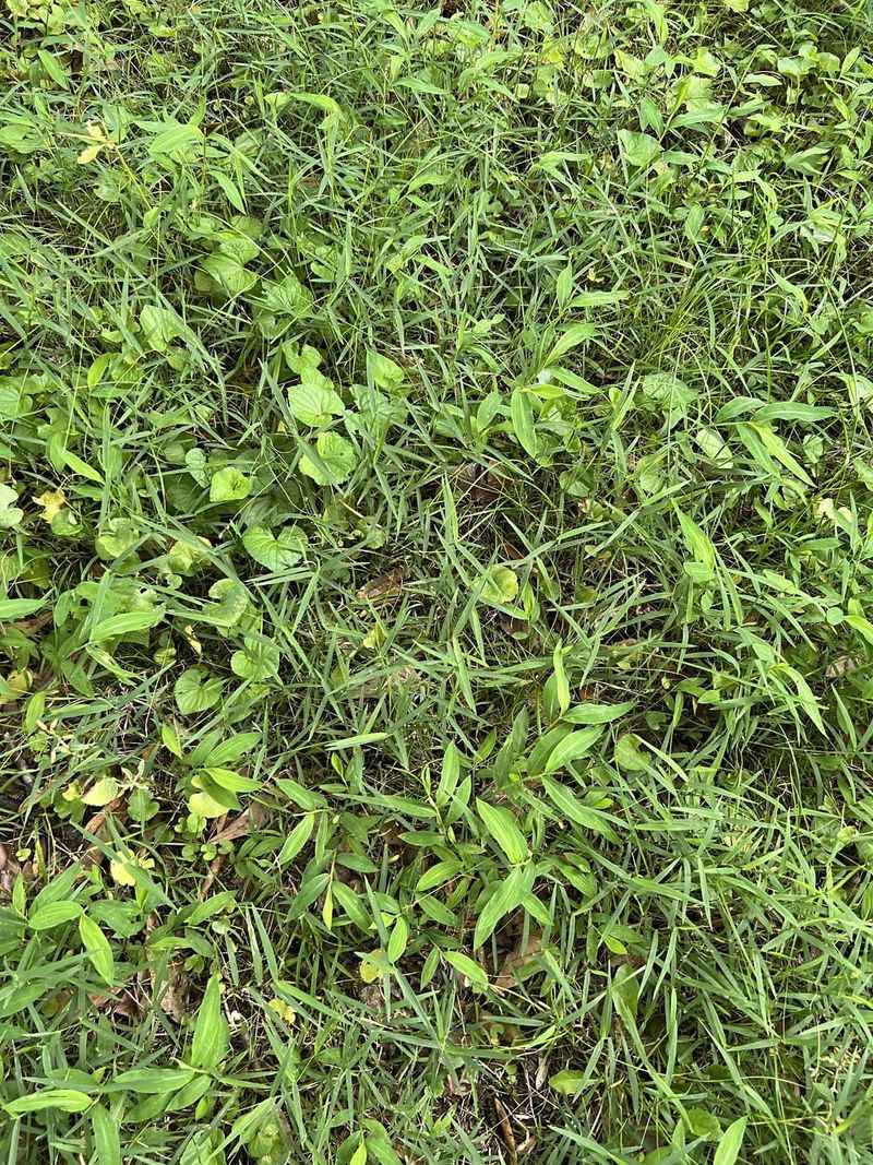 Japanese Stiltgrass