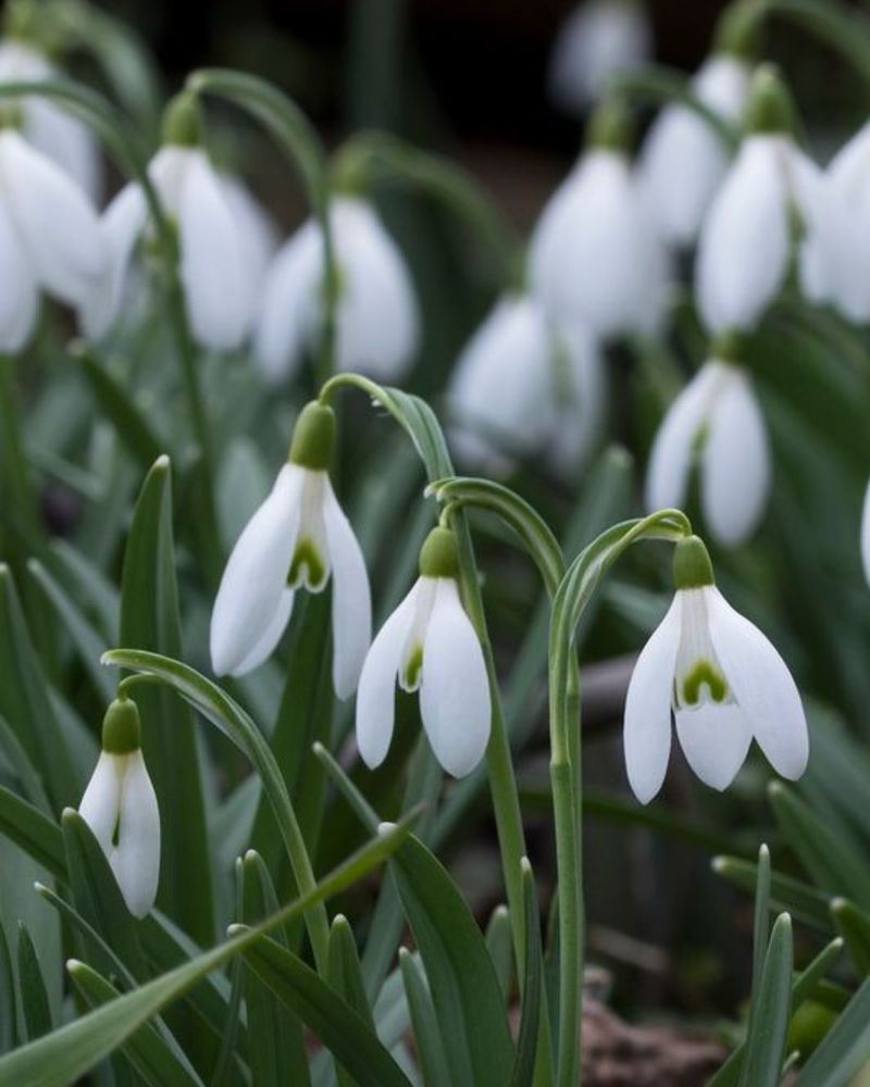 Galanthus (Snowdrops)