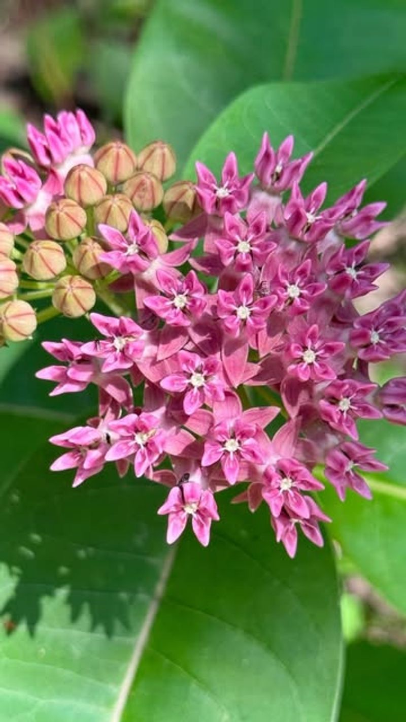 Purple Milkweed (Asclepias purpurascens)