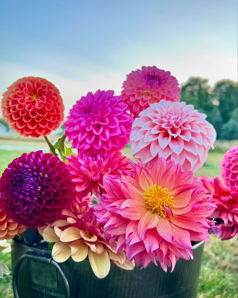 Dahlias