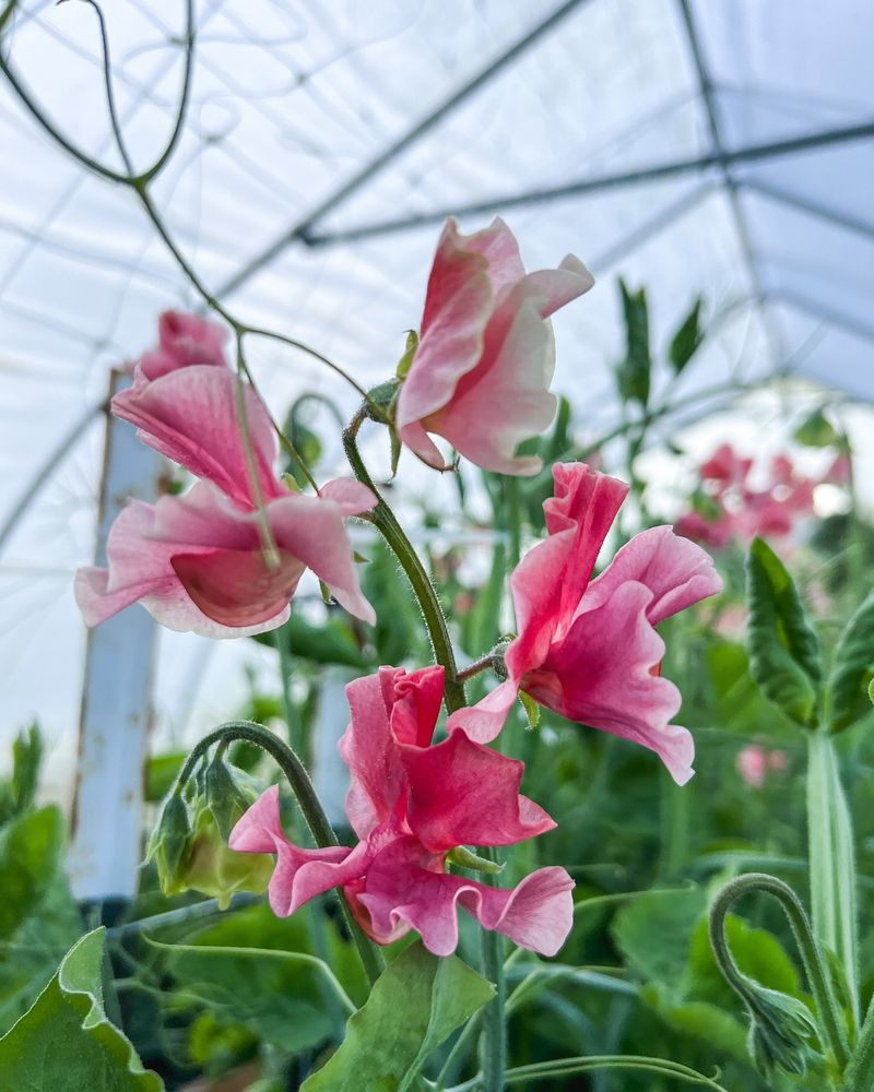 Sweet Peas